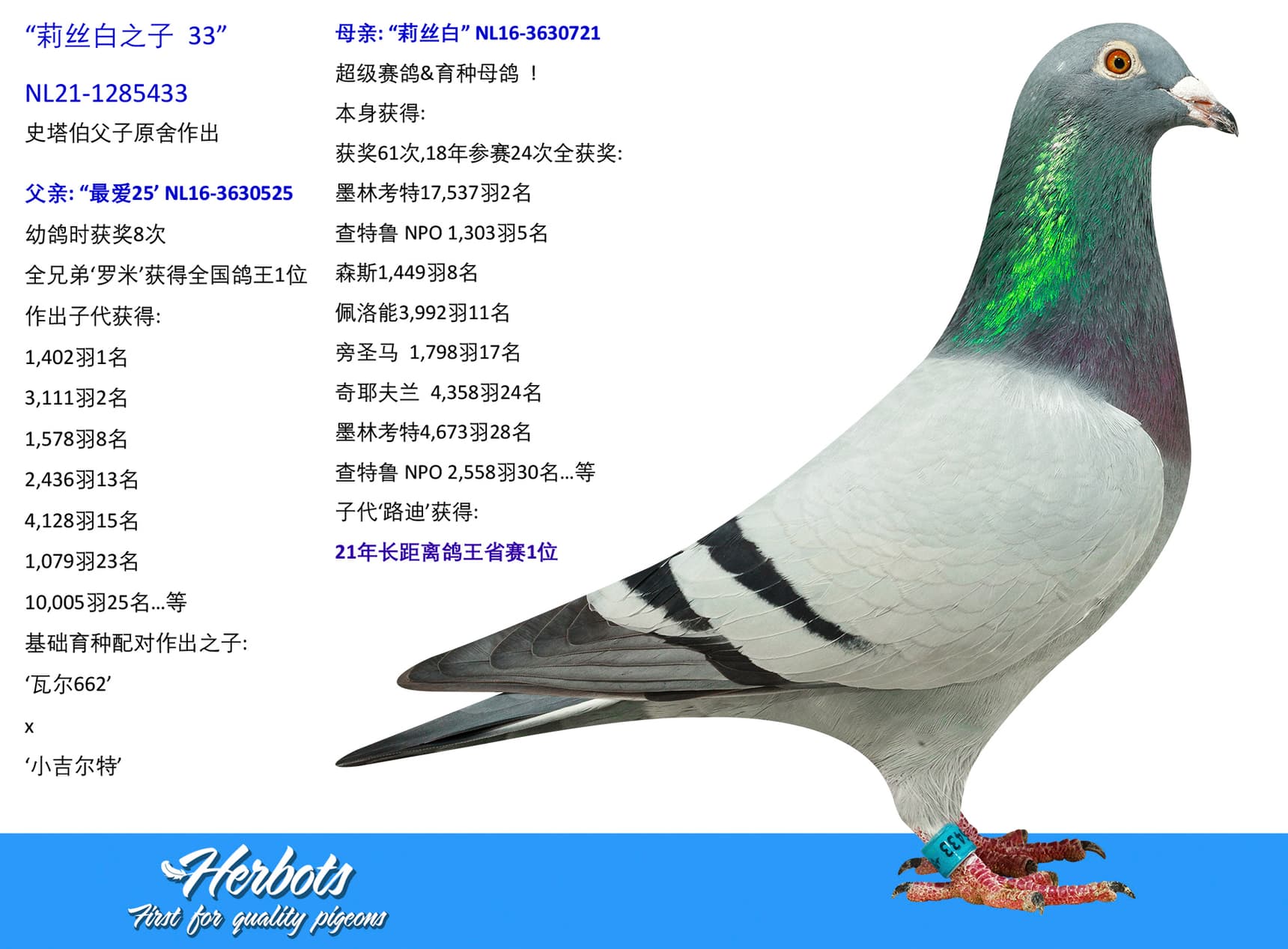 pigeon: undefined