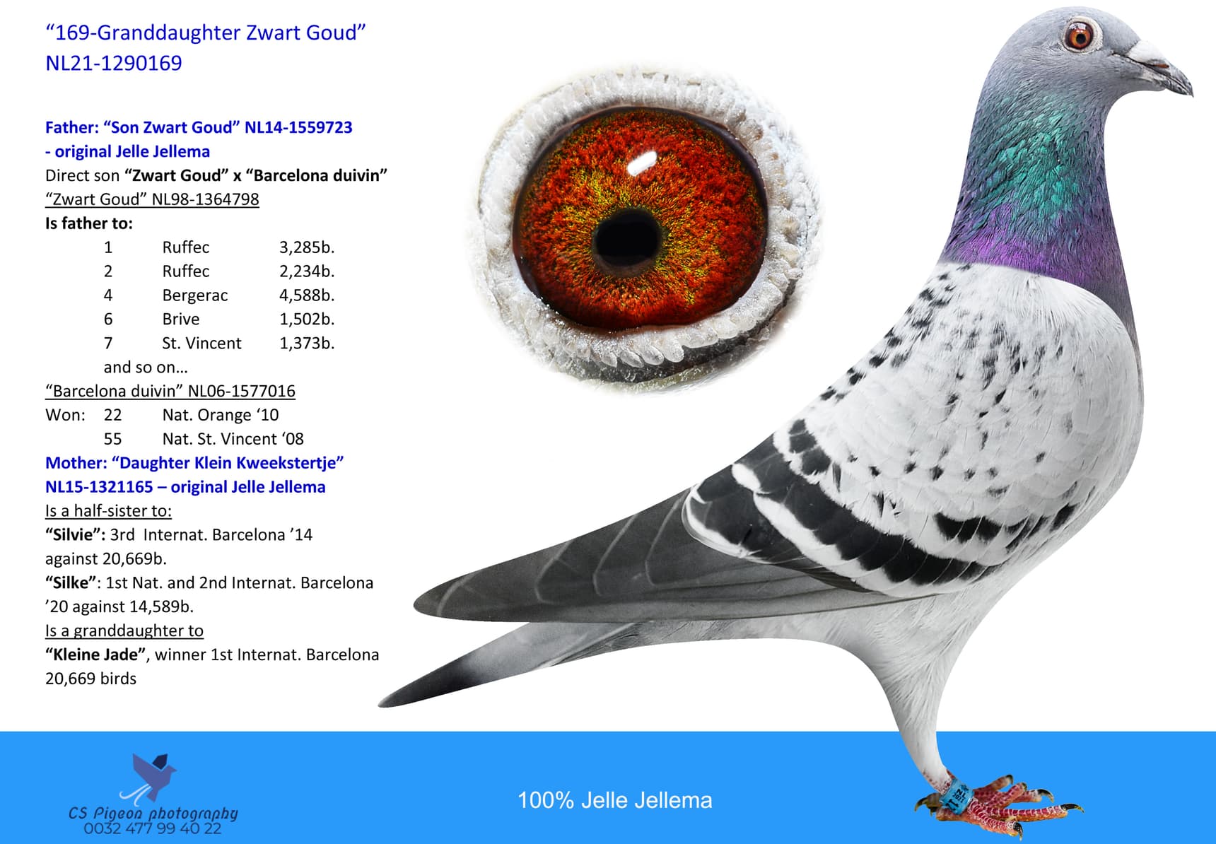 pigeon: undefined