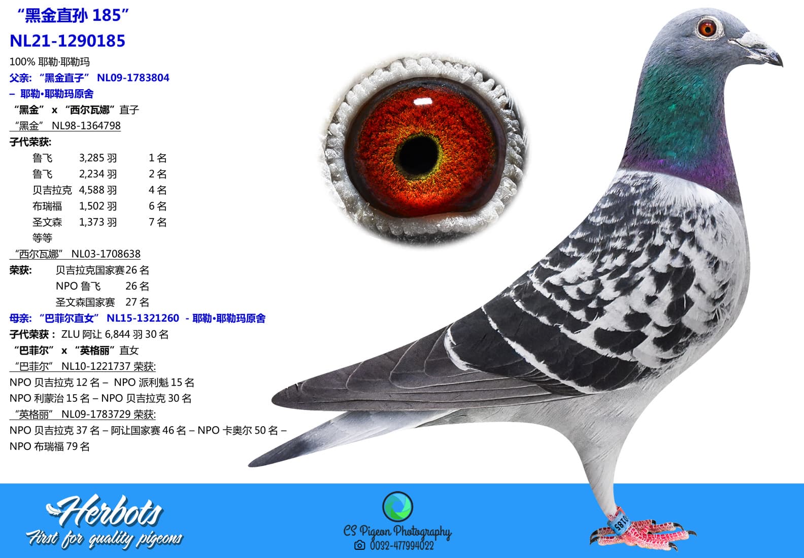 pigeon: undefined