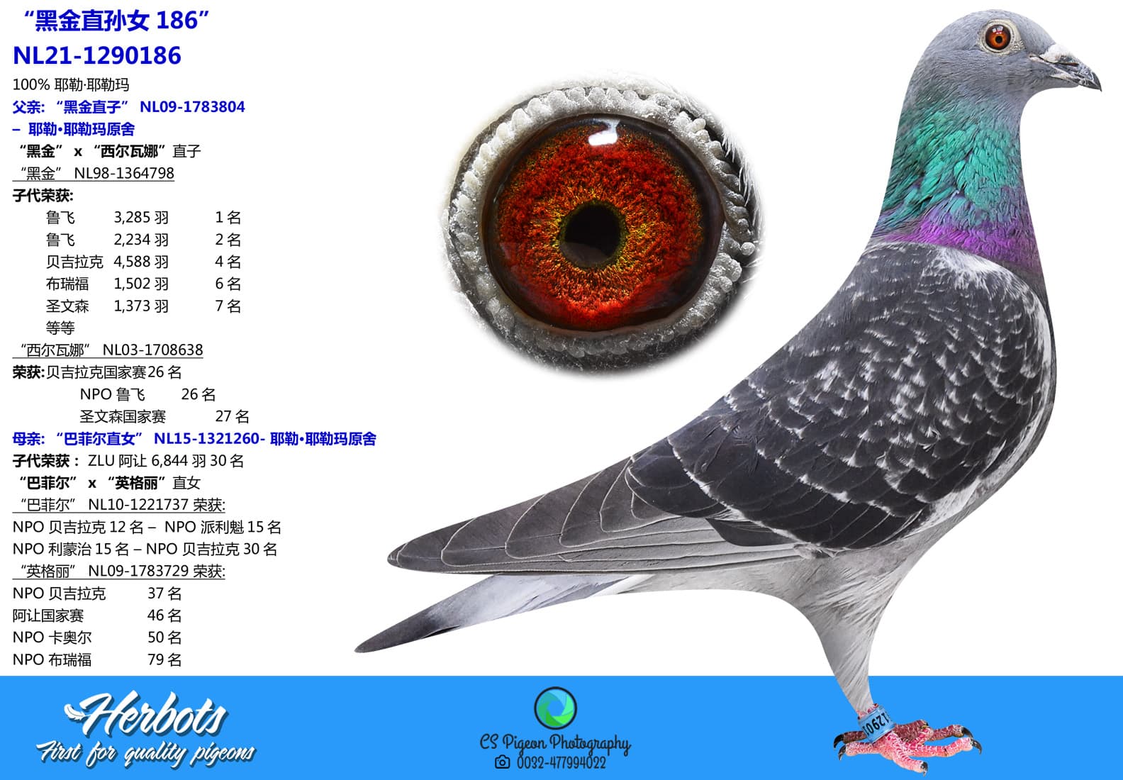 pigeon: undefined