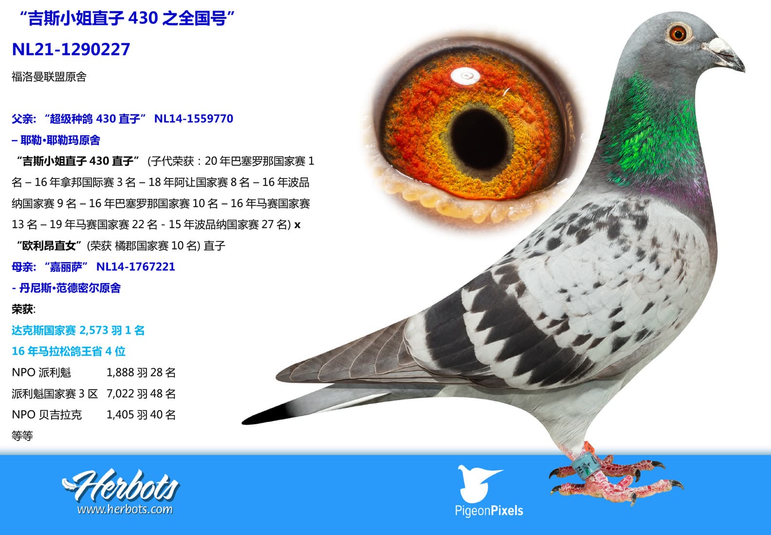 pigeon: undefined
