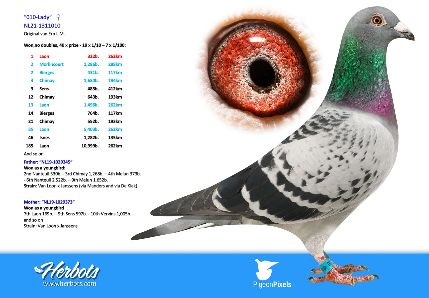 pigeon: undefined