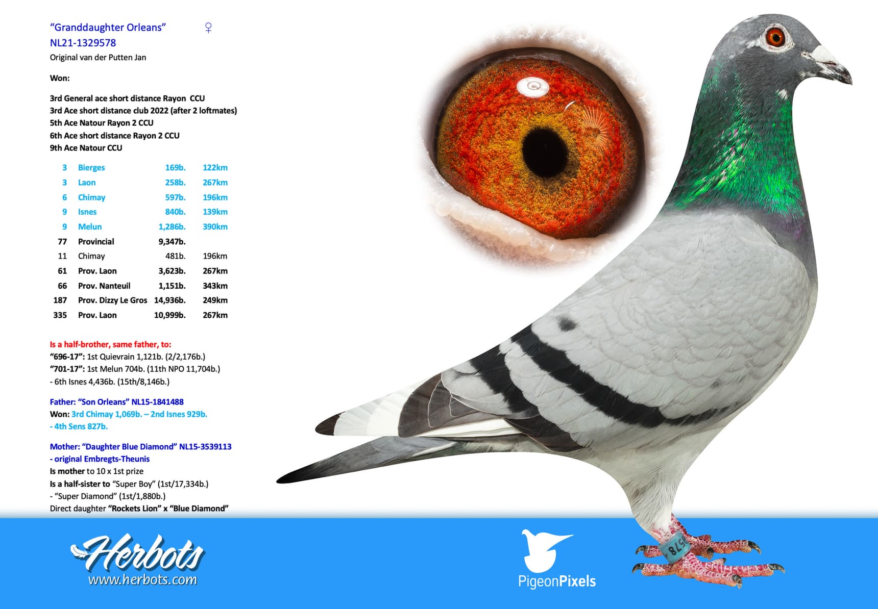 pigeon: undefined