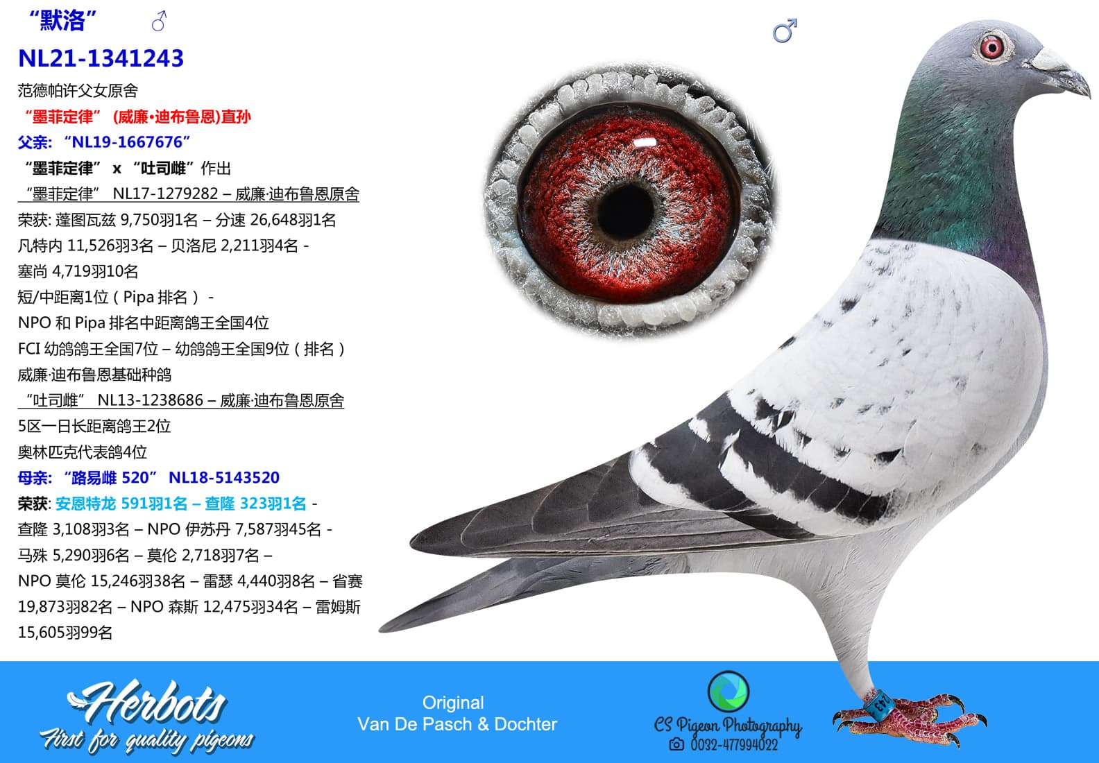 pigeon: undefined