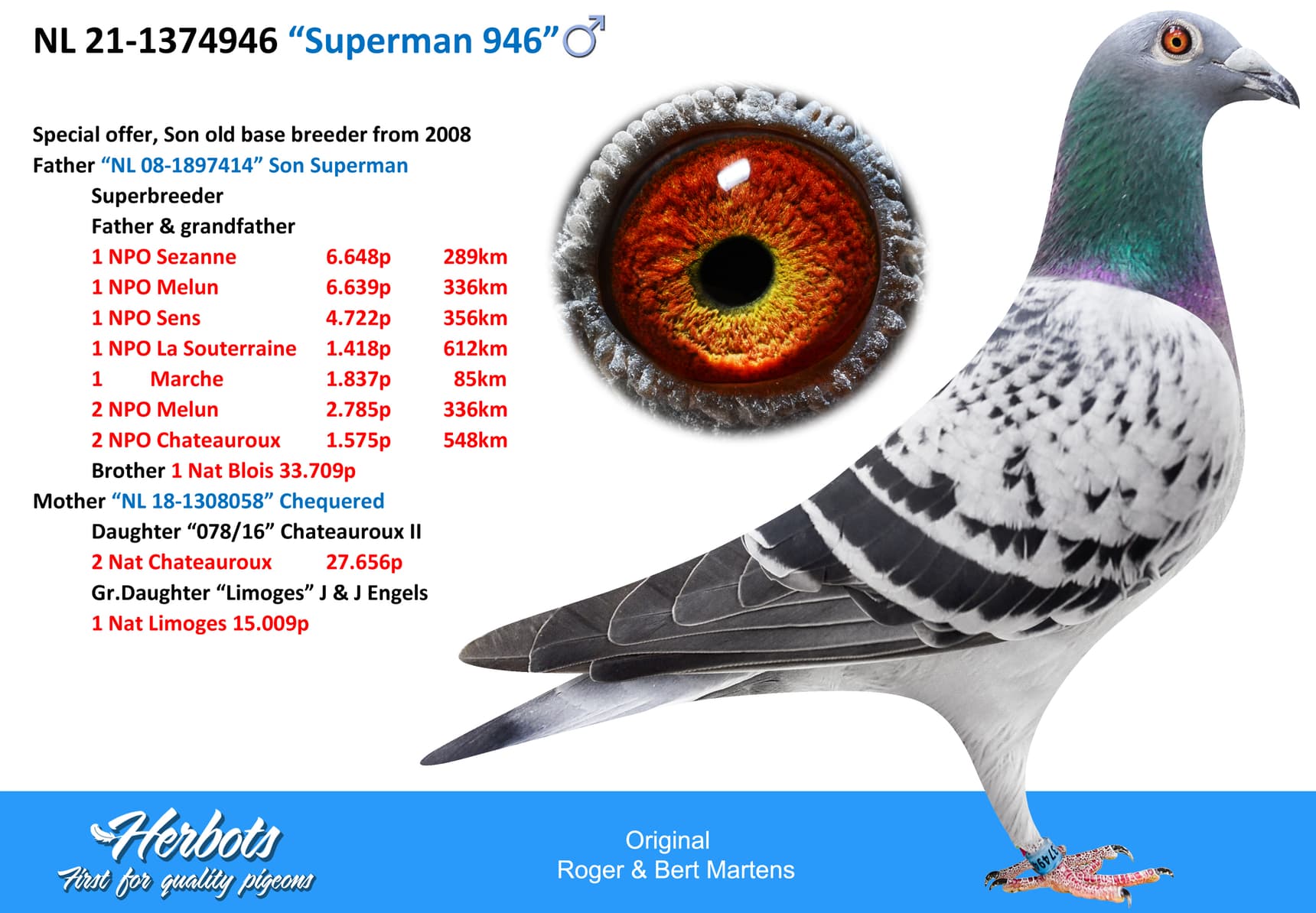 pigeon: undefined