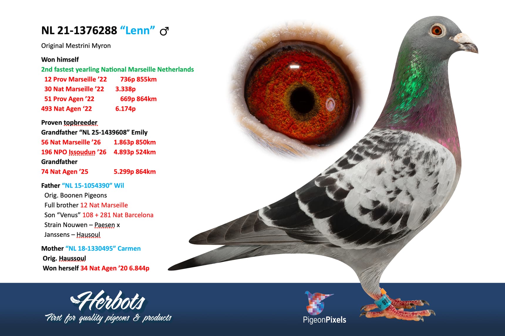 pigeon: undefined