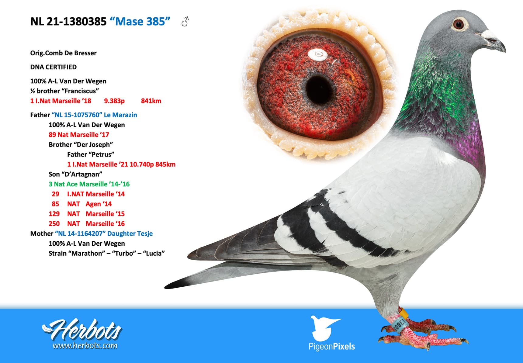 pigeon: undefined
