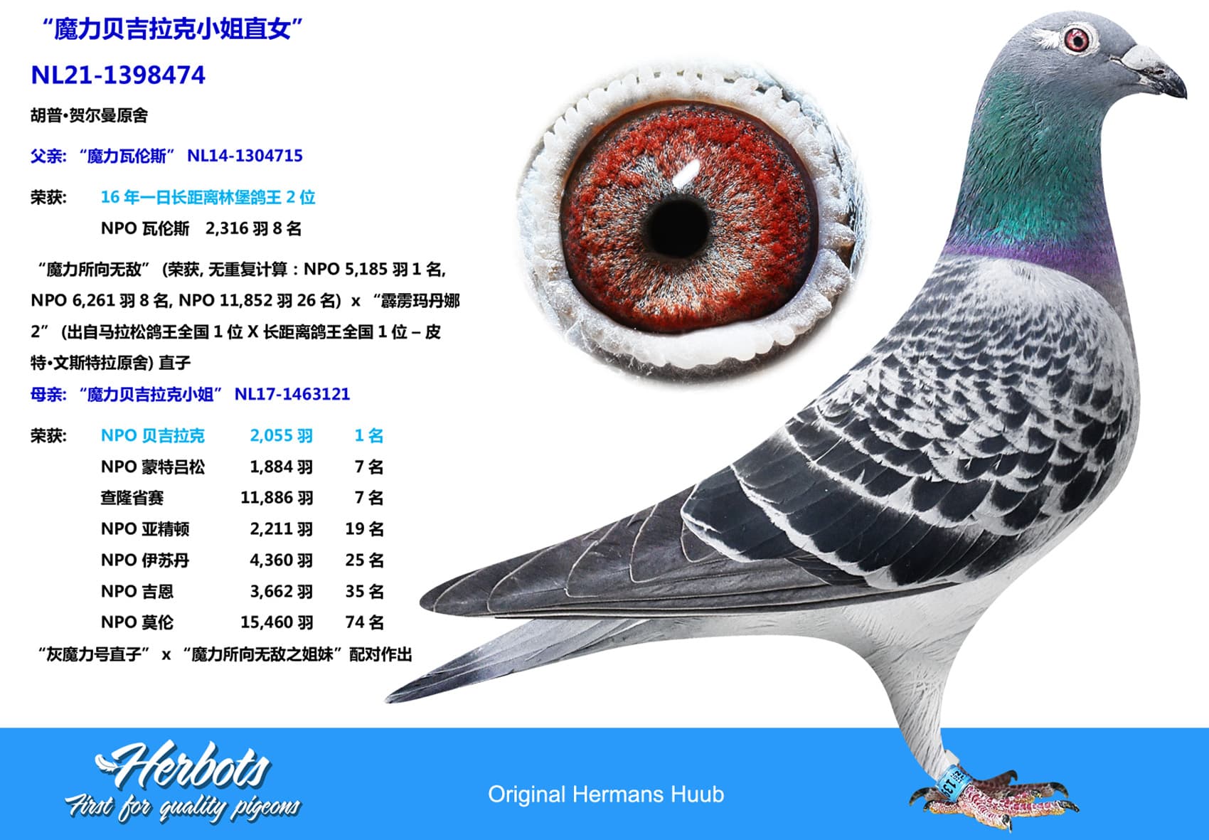 pigeon: undefined