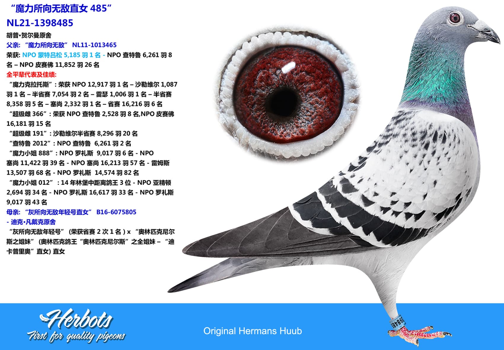 pigeon: undefined