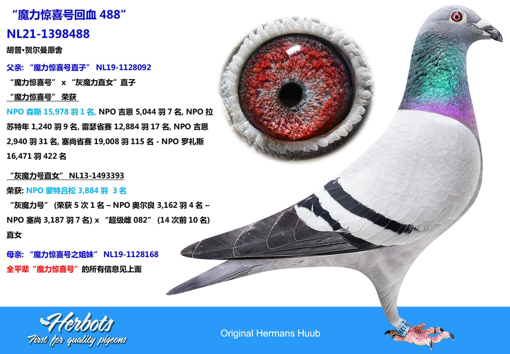 pigeon: undefined