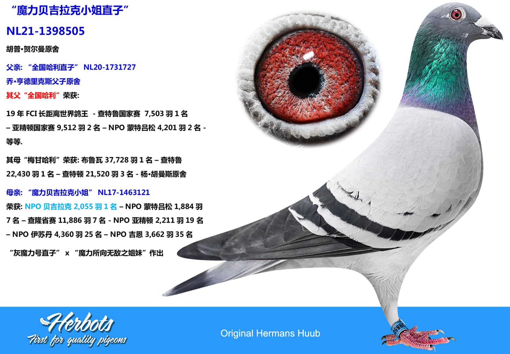 pigeon: undefined
