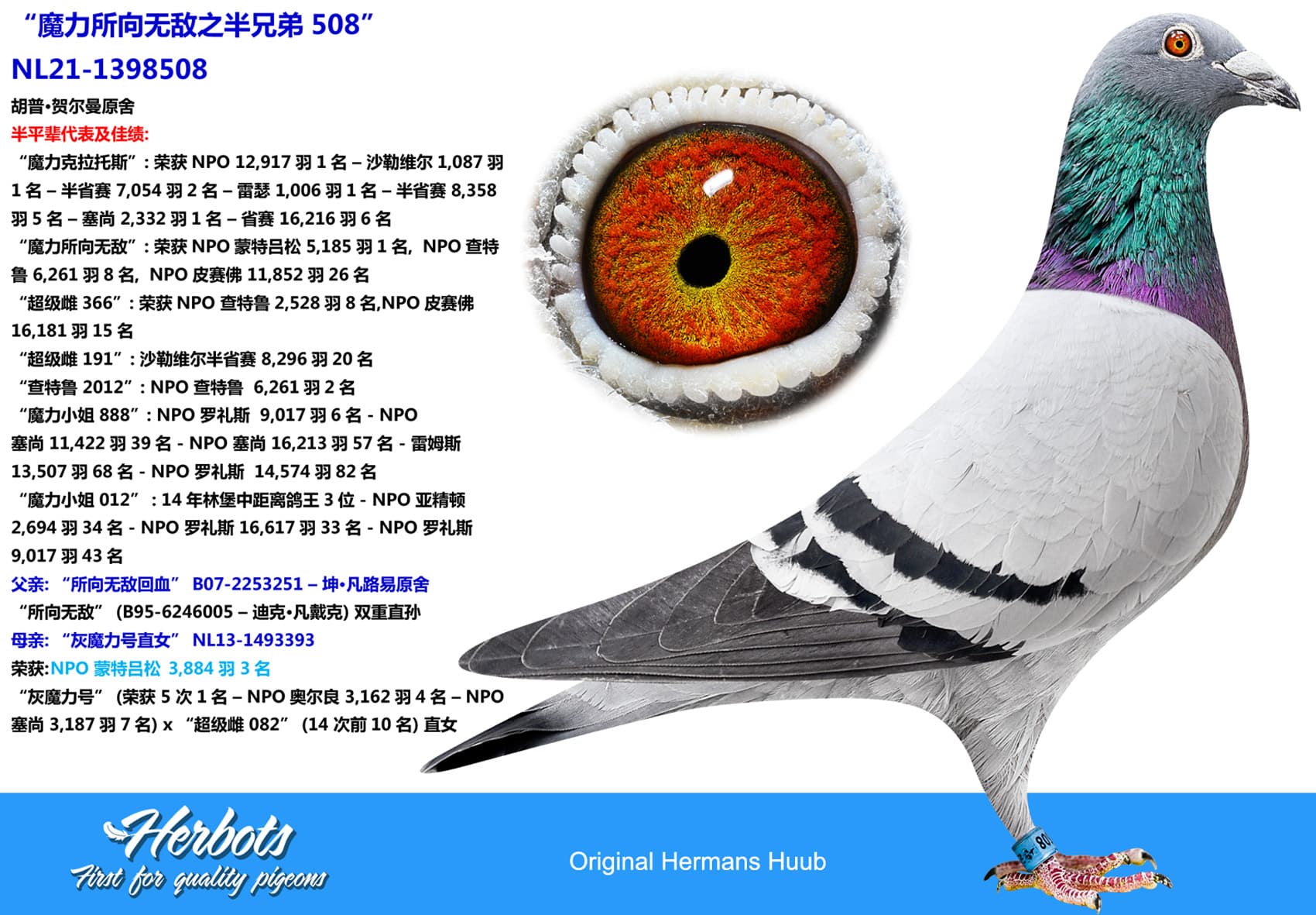 pigeon: undefined