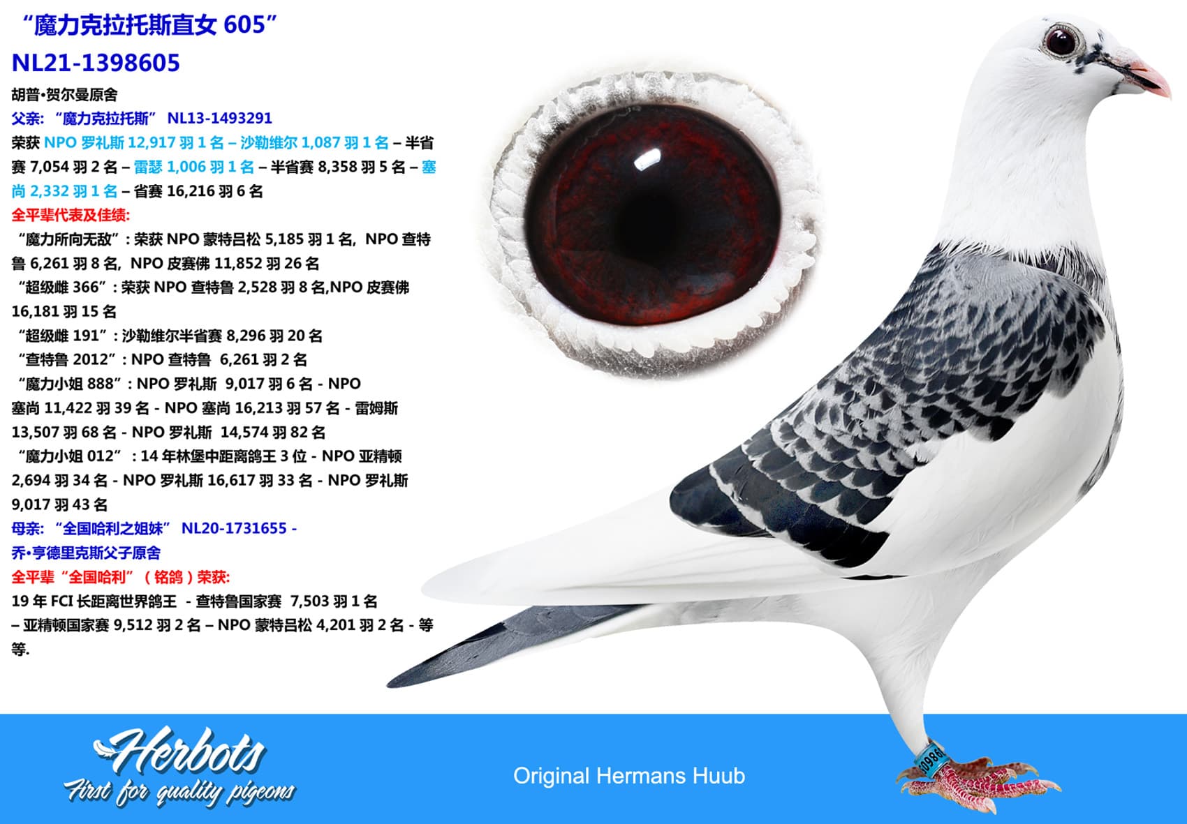pigeon: undefined