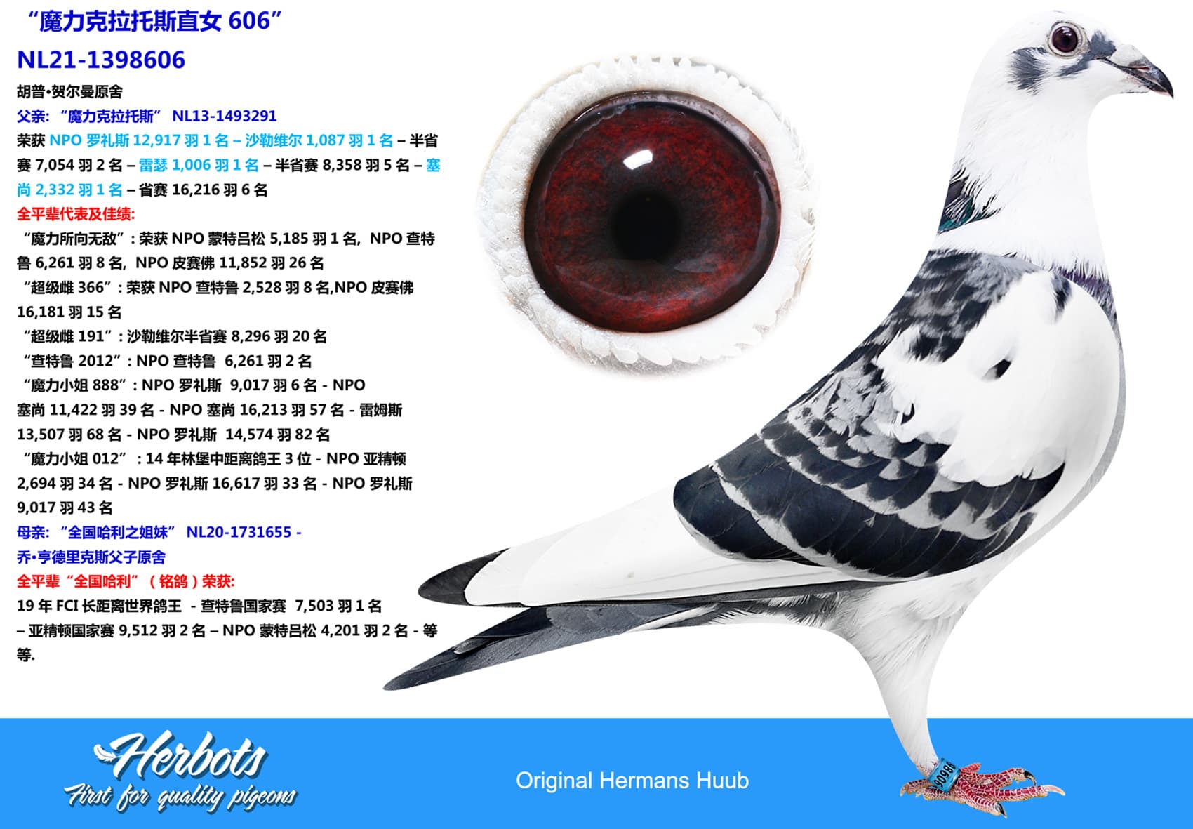 pigeon: undefined