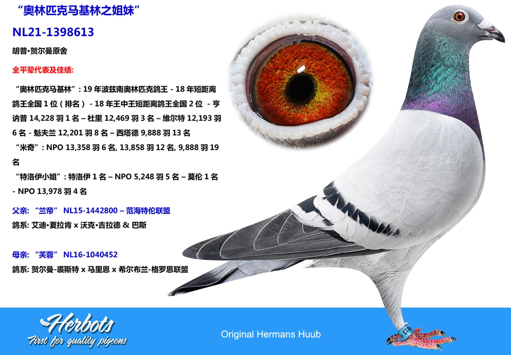 pigeon: undefined