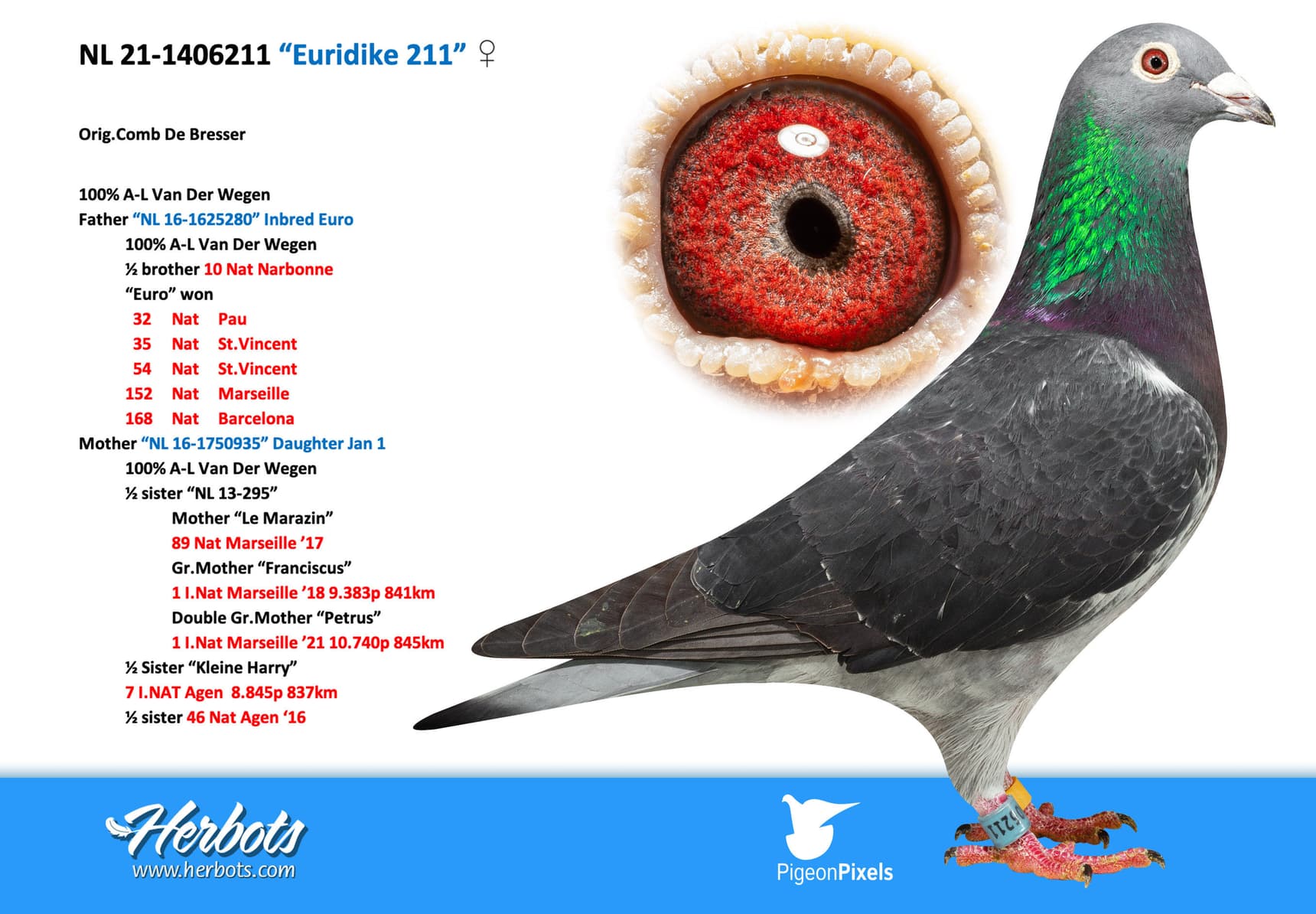 pigeon: undefined