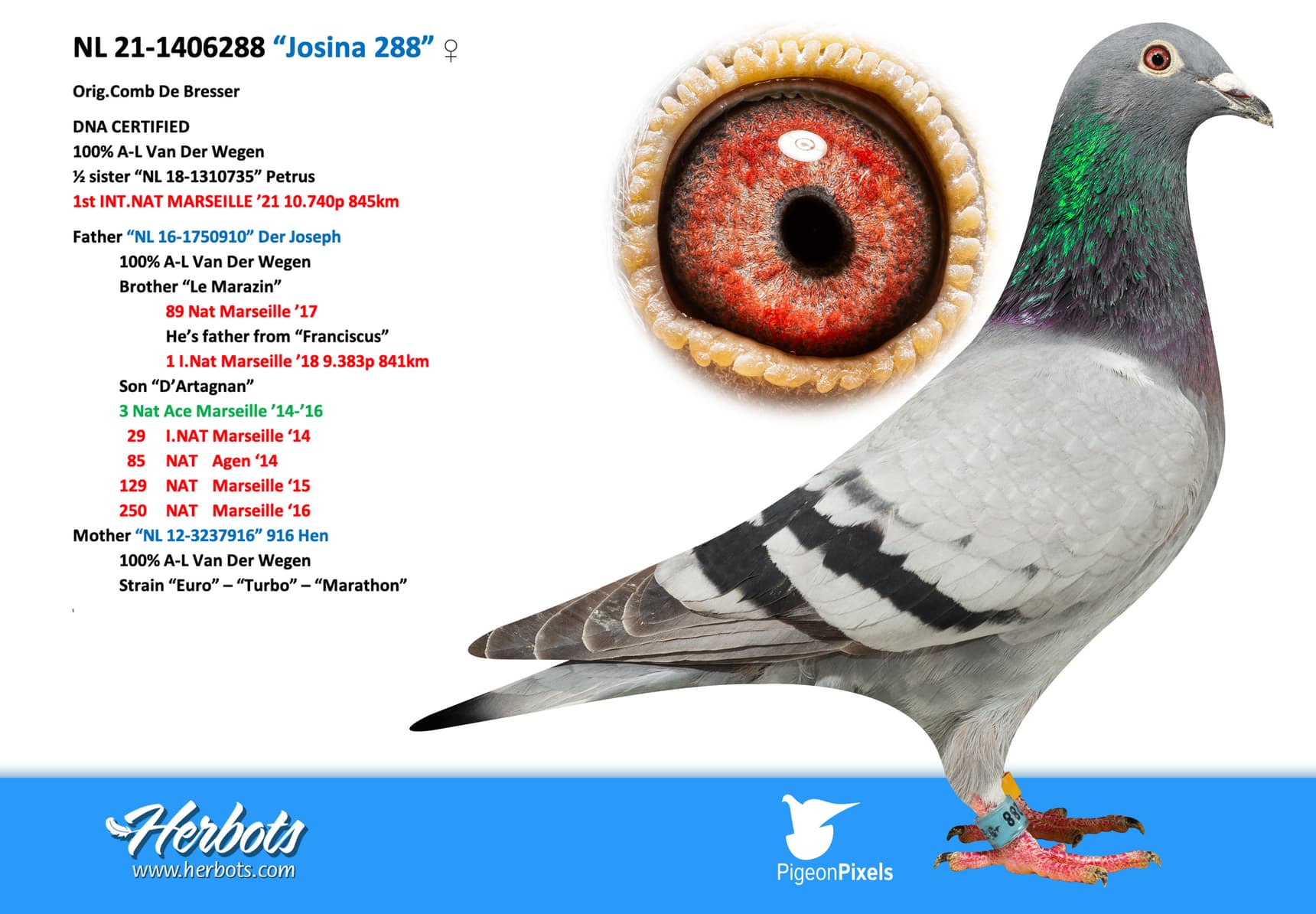 pigeon: undefined