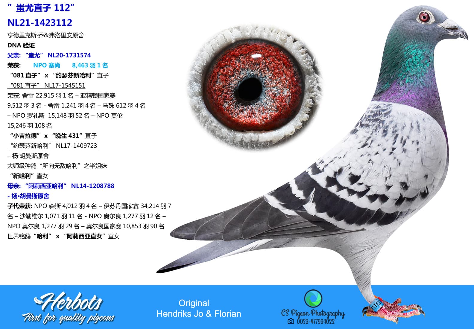 pigeon: undefined