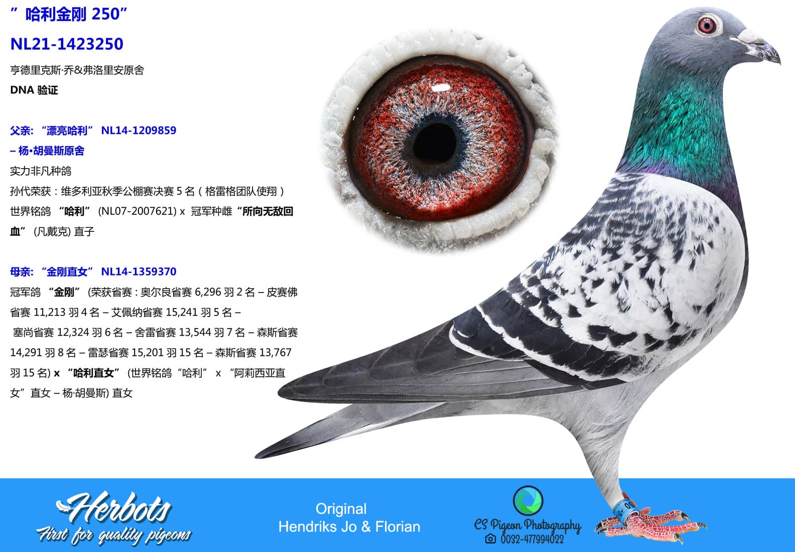 pigeon: undefined