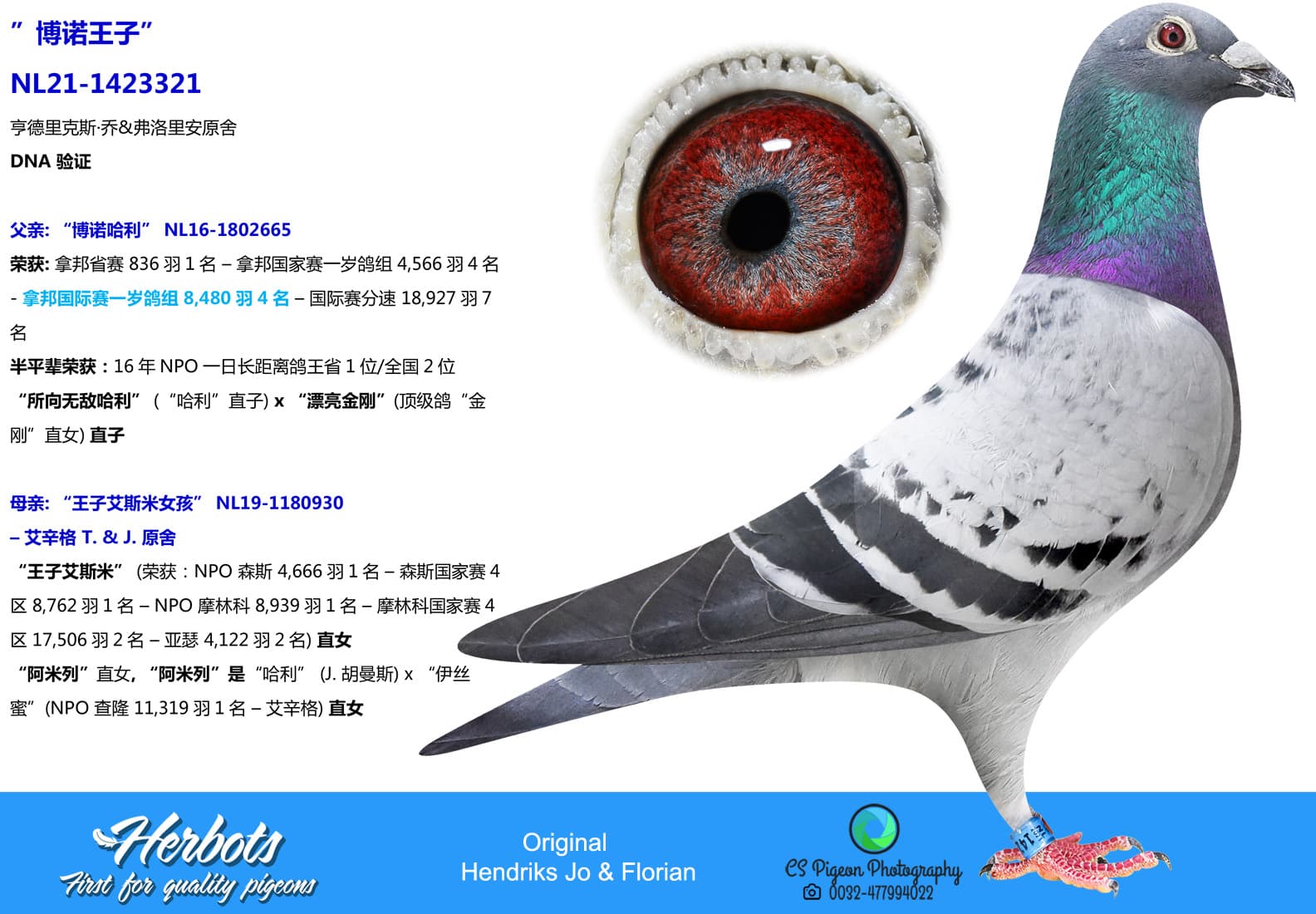 pigeon: undefined