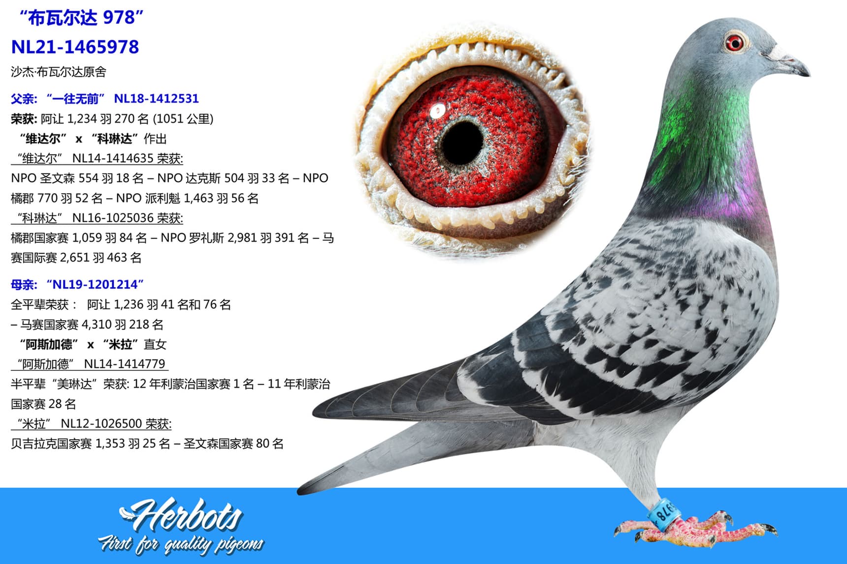 pigeon: undefined