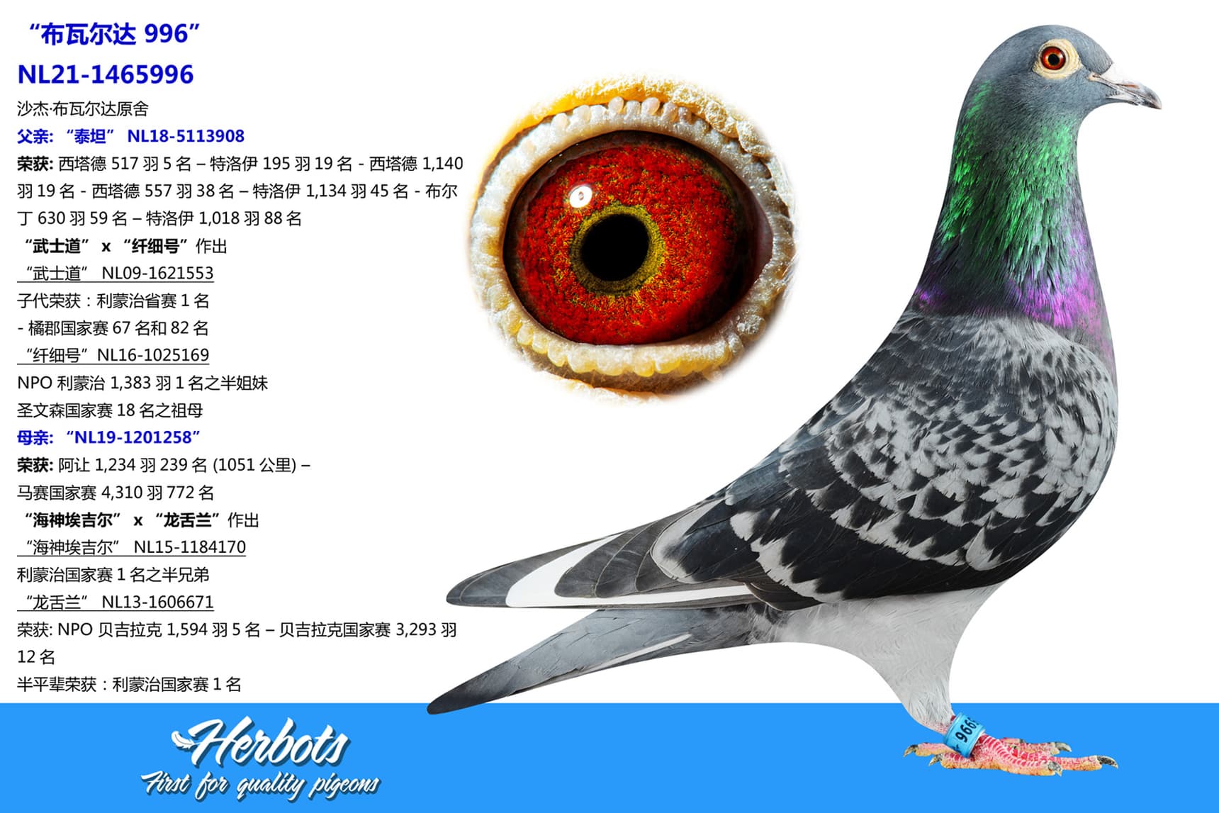 pigeon: undefined