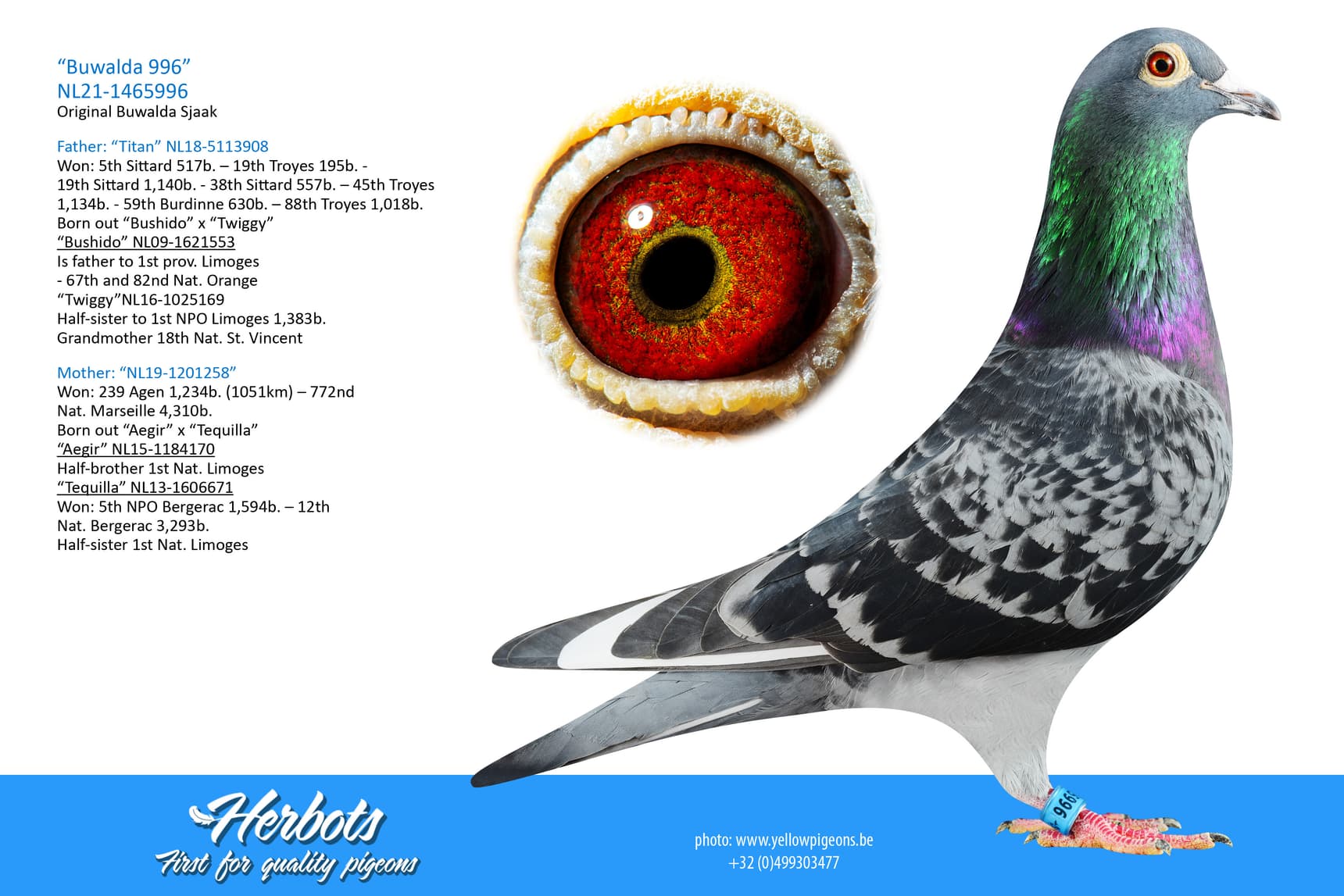 pigeon: undefined