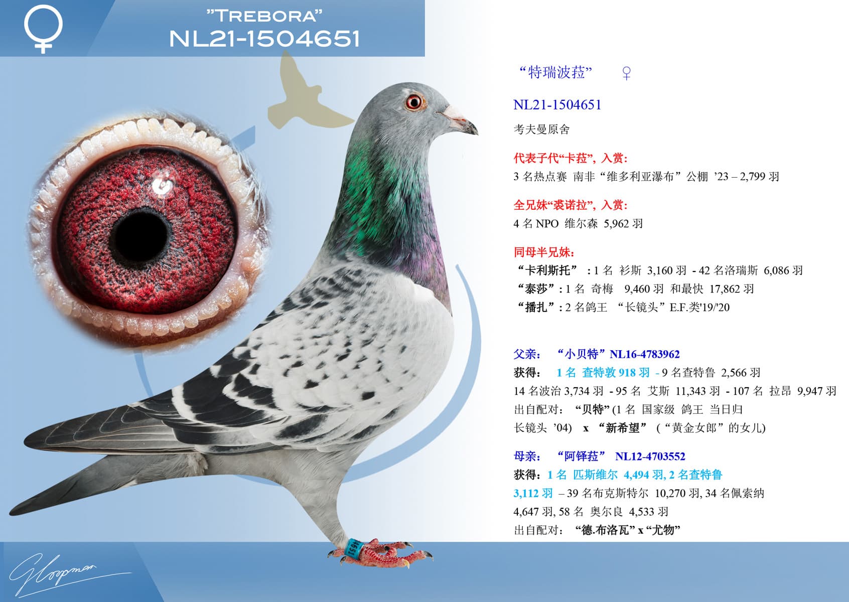pigeon: undefined