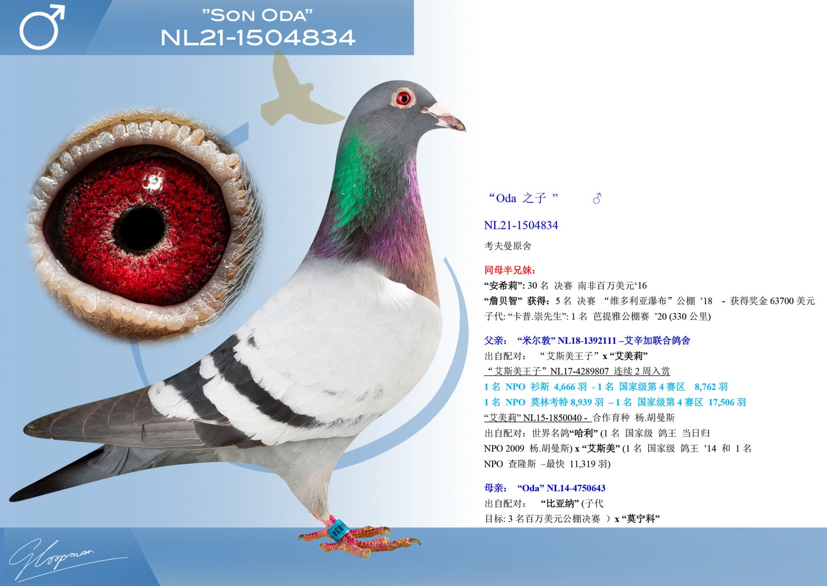 pigeon: undefined