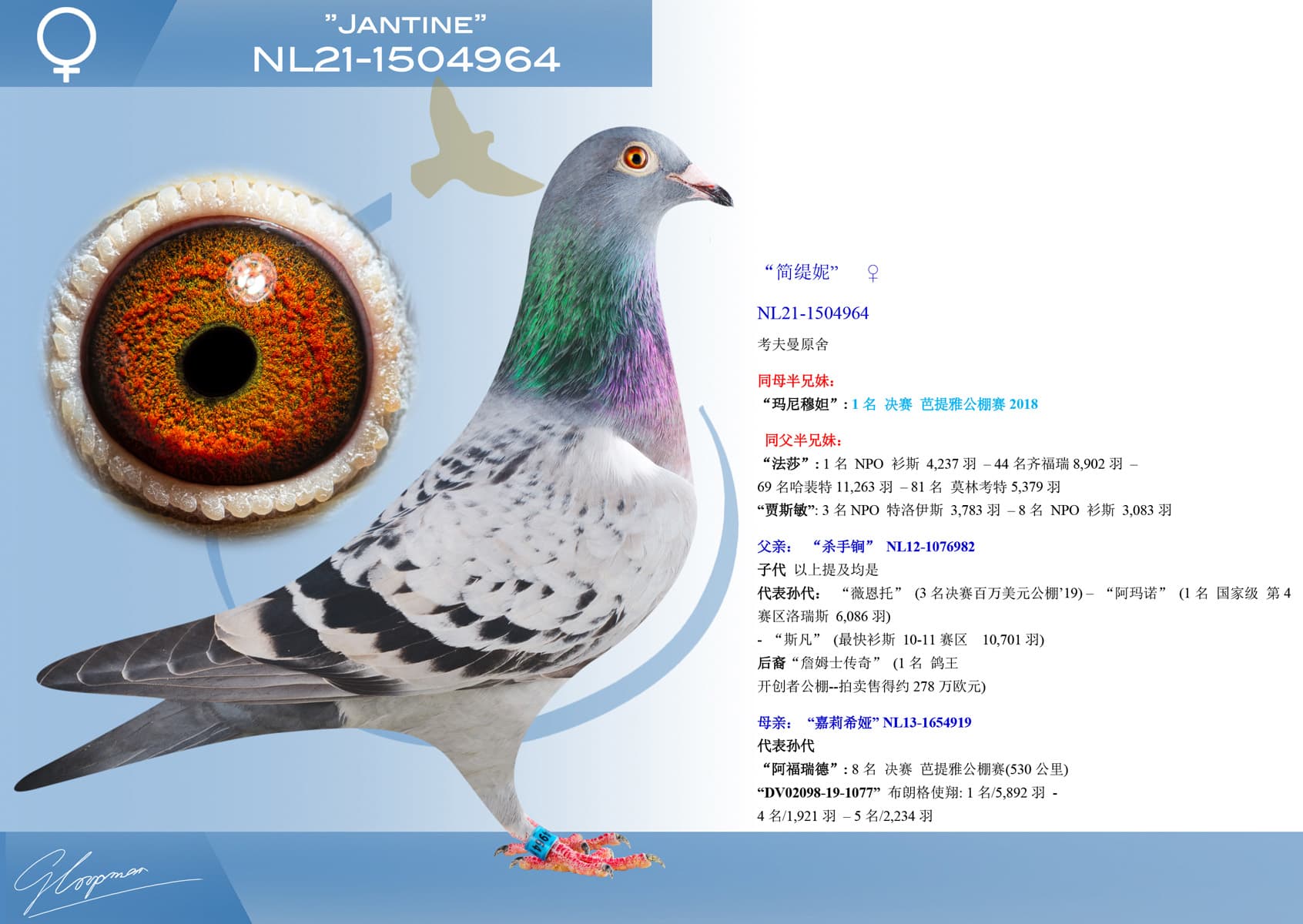 pigeon: undefined