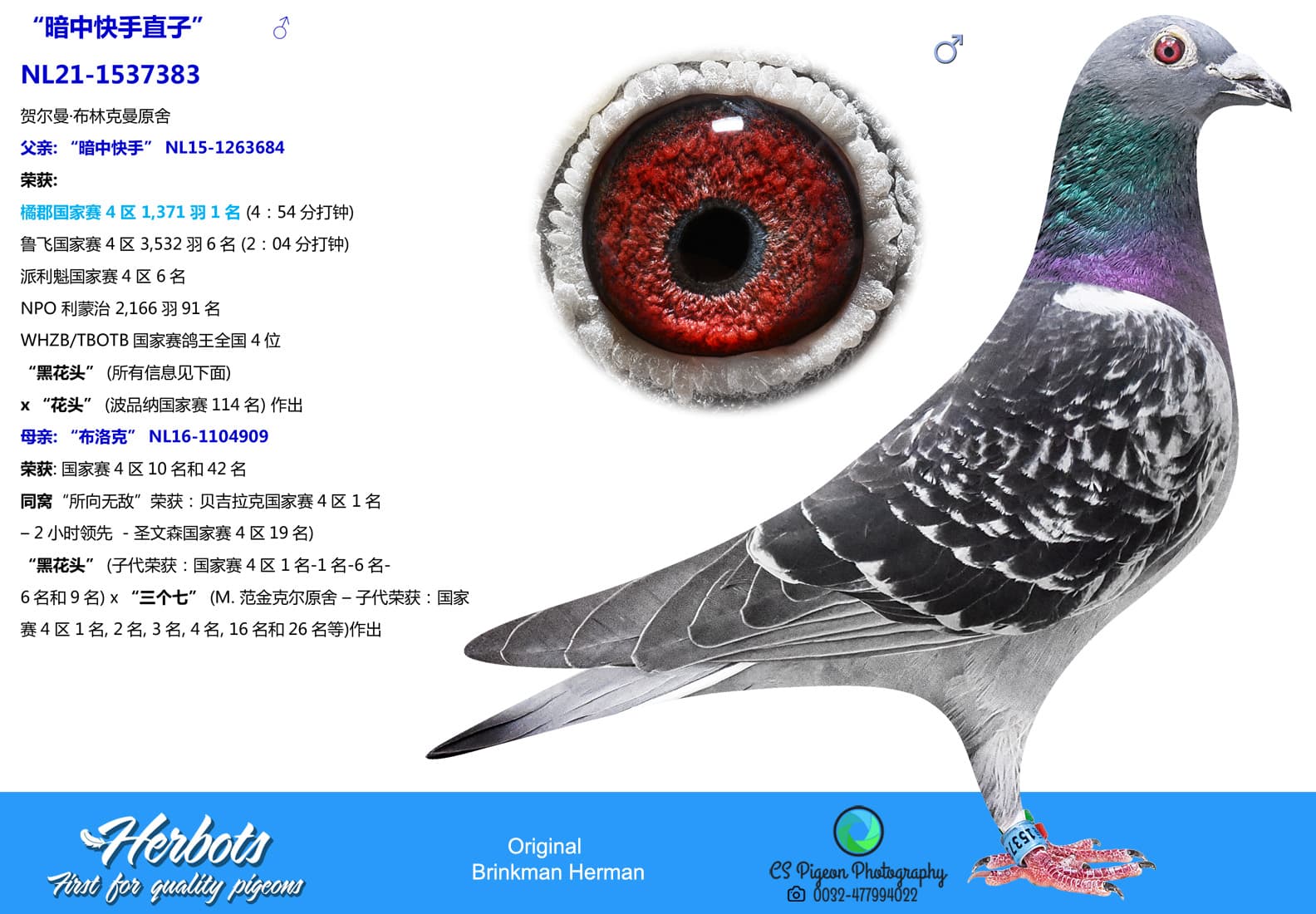 pigeon: undefined