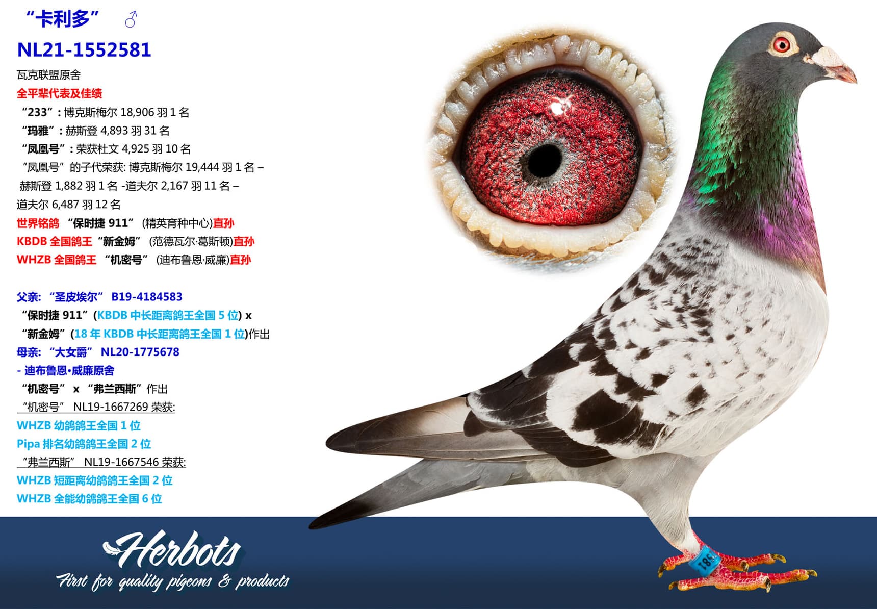pigeon: undefined