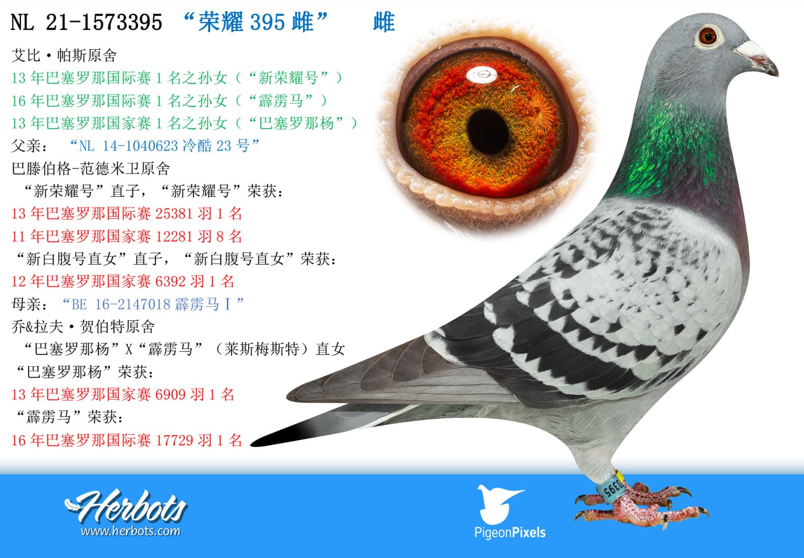pigeon: undefined