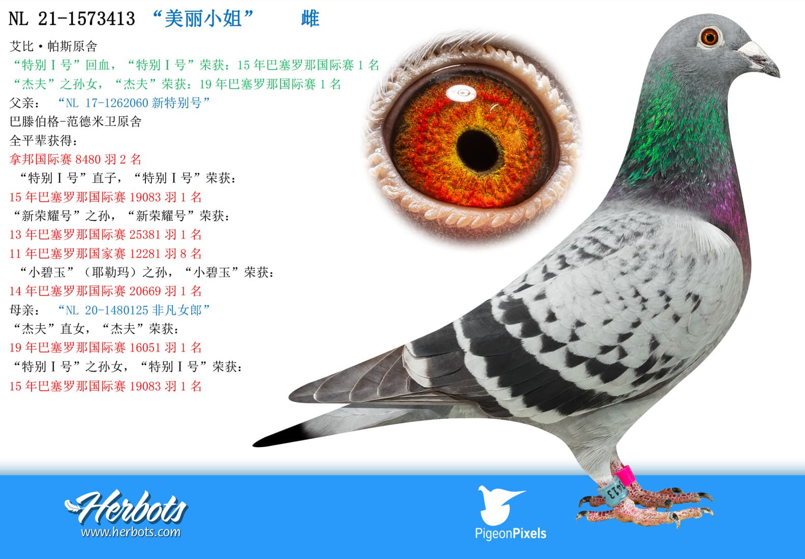 pigeon: undefined