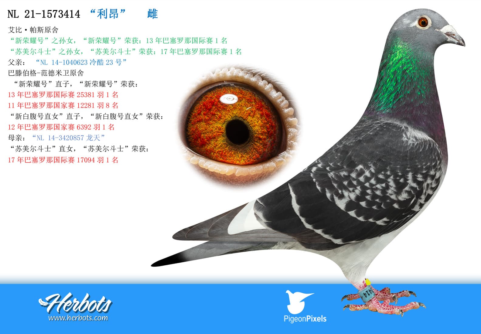 pigeon: undefined