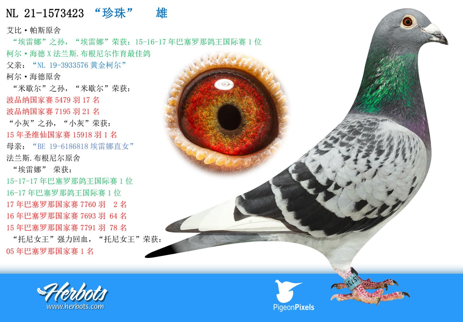 pigeon: undefined