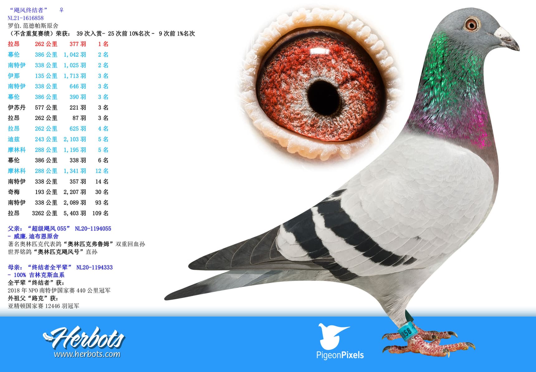 pigeon: undefined