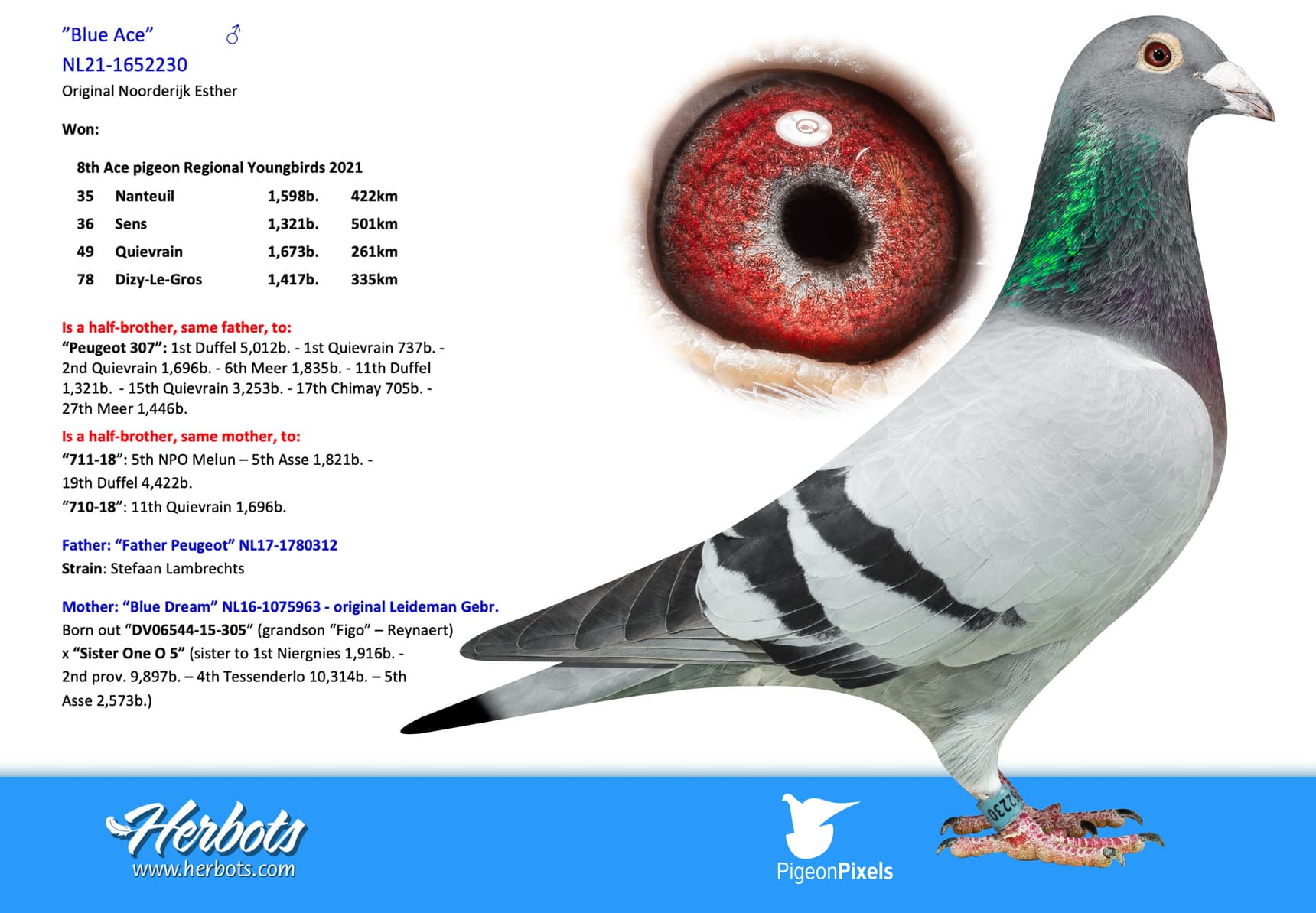 pigeon: undefined