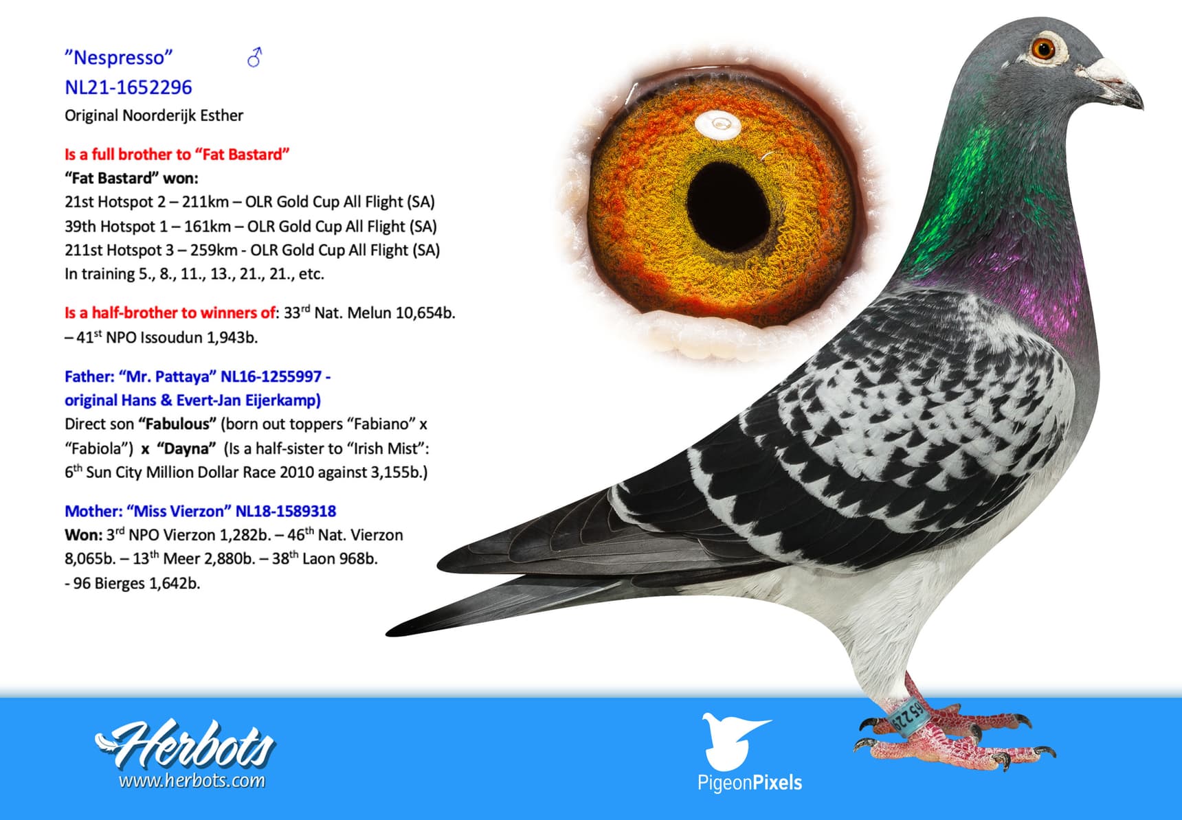 pigeon: undefined