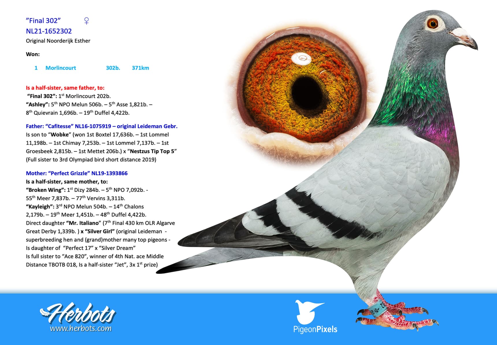 pigeon: undefined
