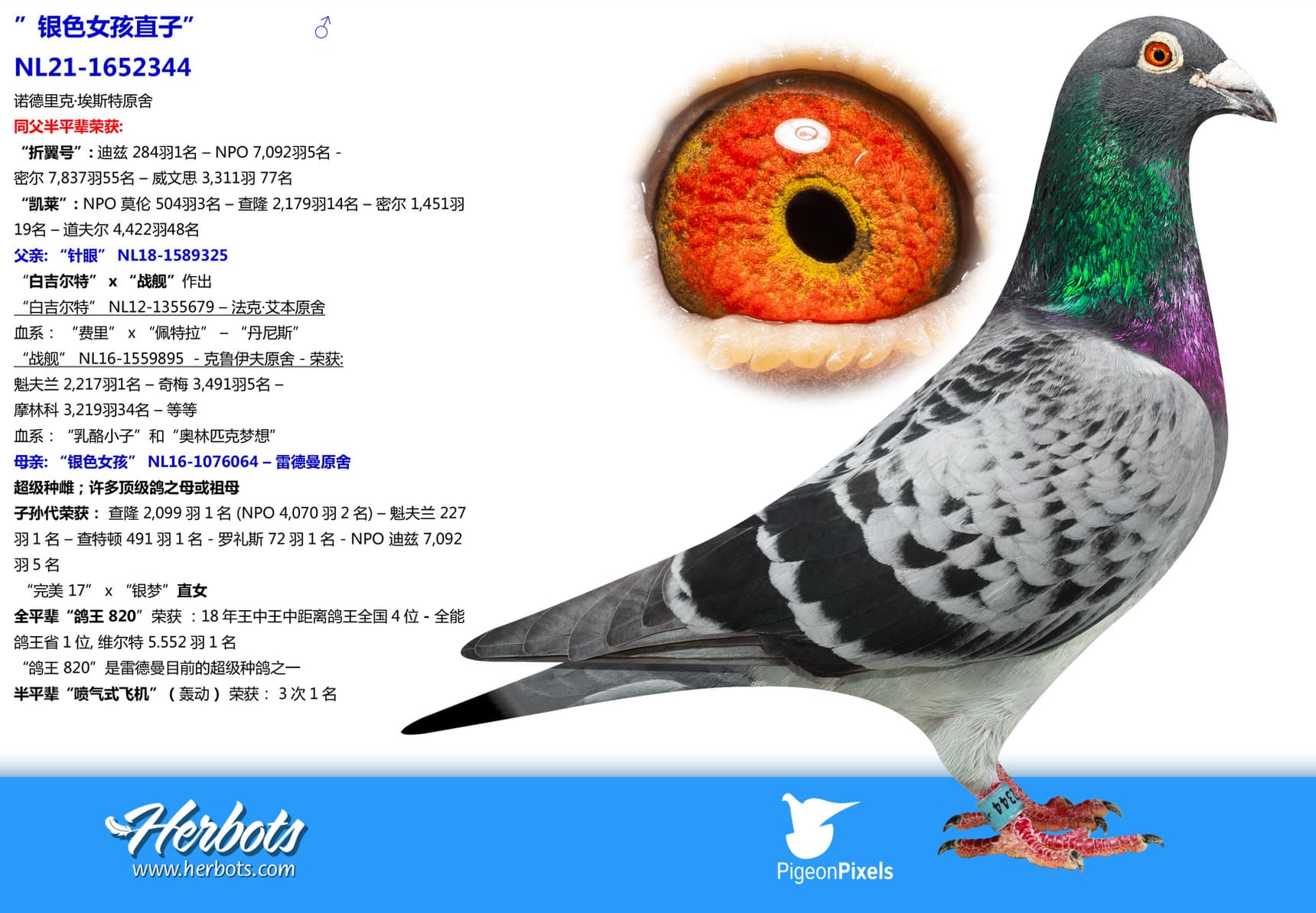 pigeon: undefined