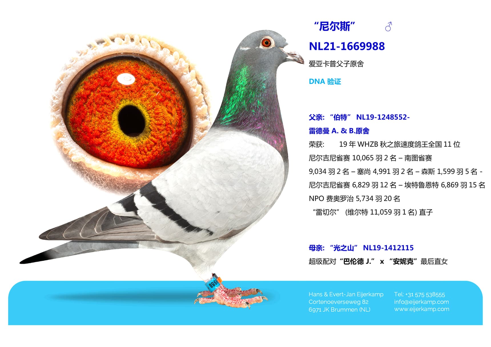 pigeon: undefined