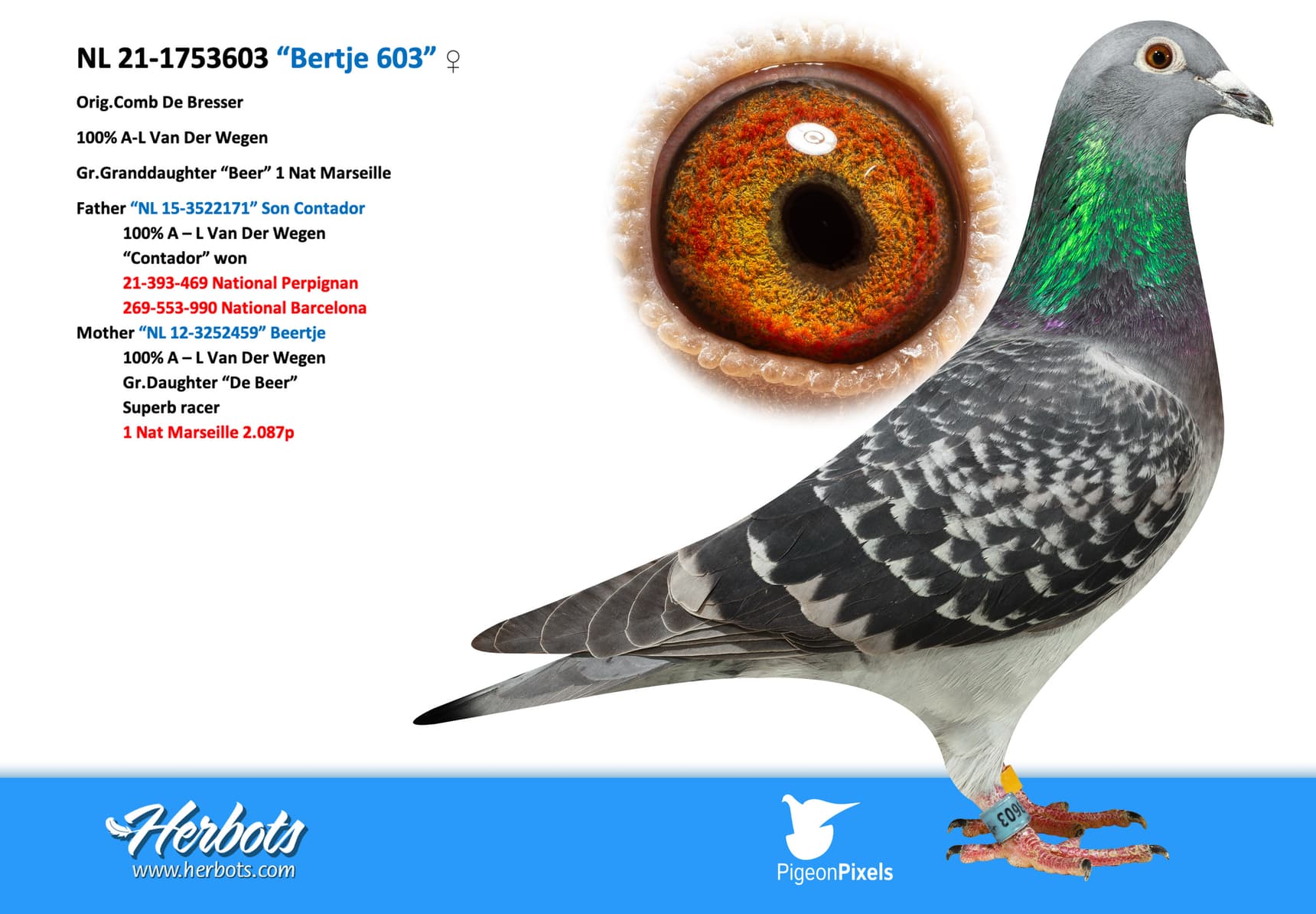 pigeon: undefined
