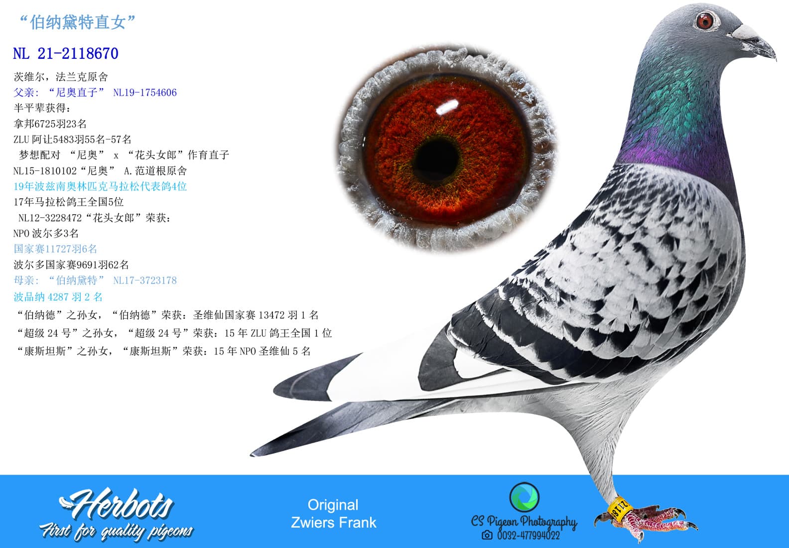 pigeon: undefined