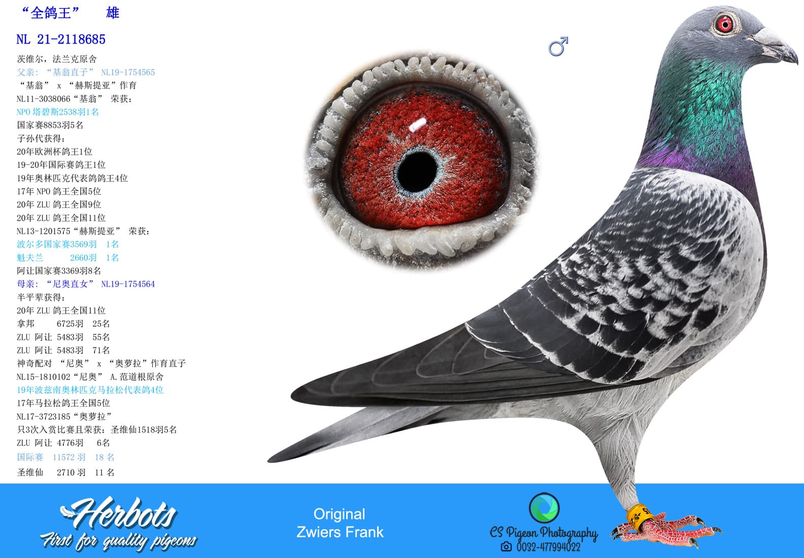 pigeon: “全鸽王” 雄