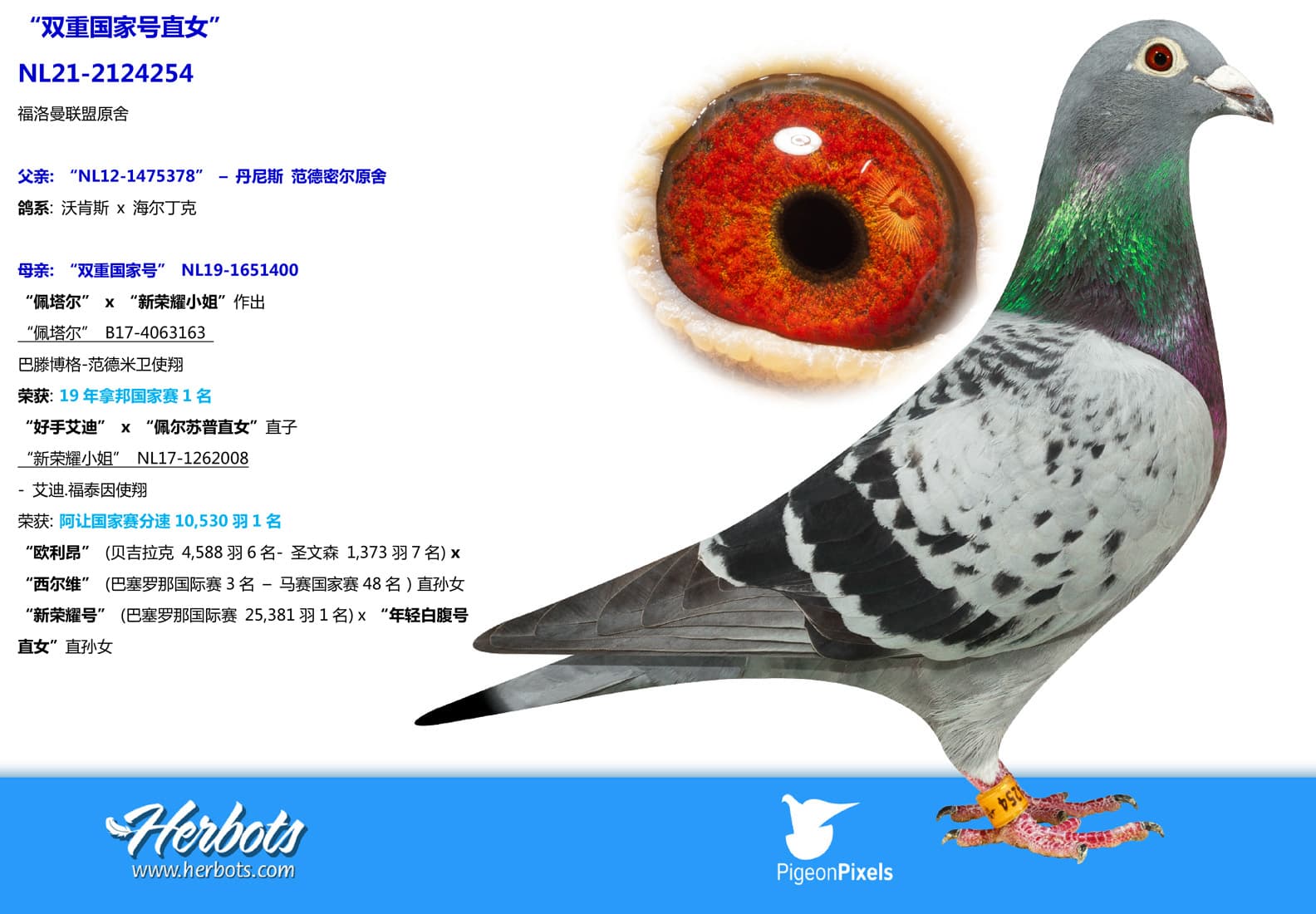 pigeon: undefined
