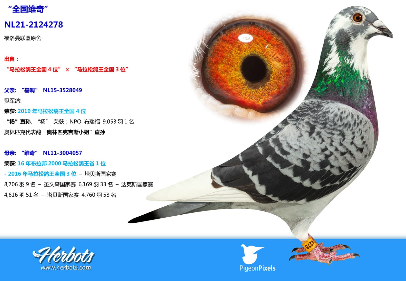 pigeon: undefined