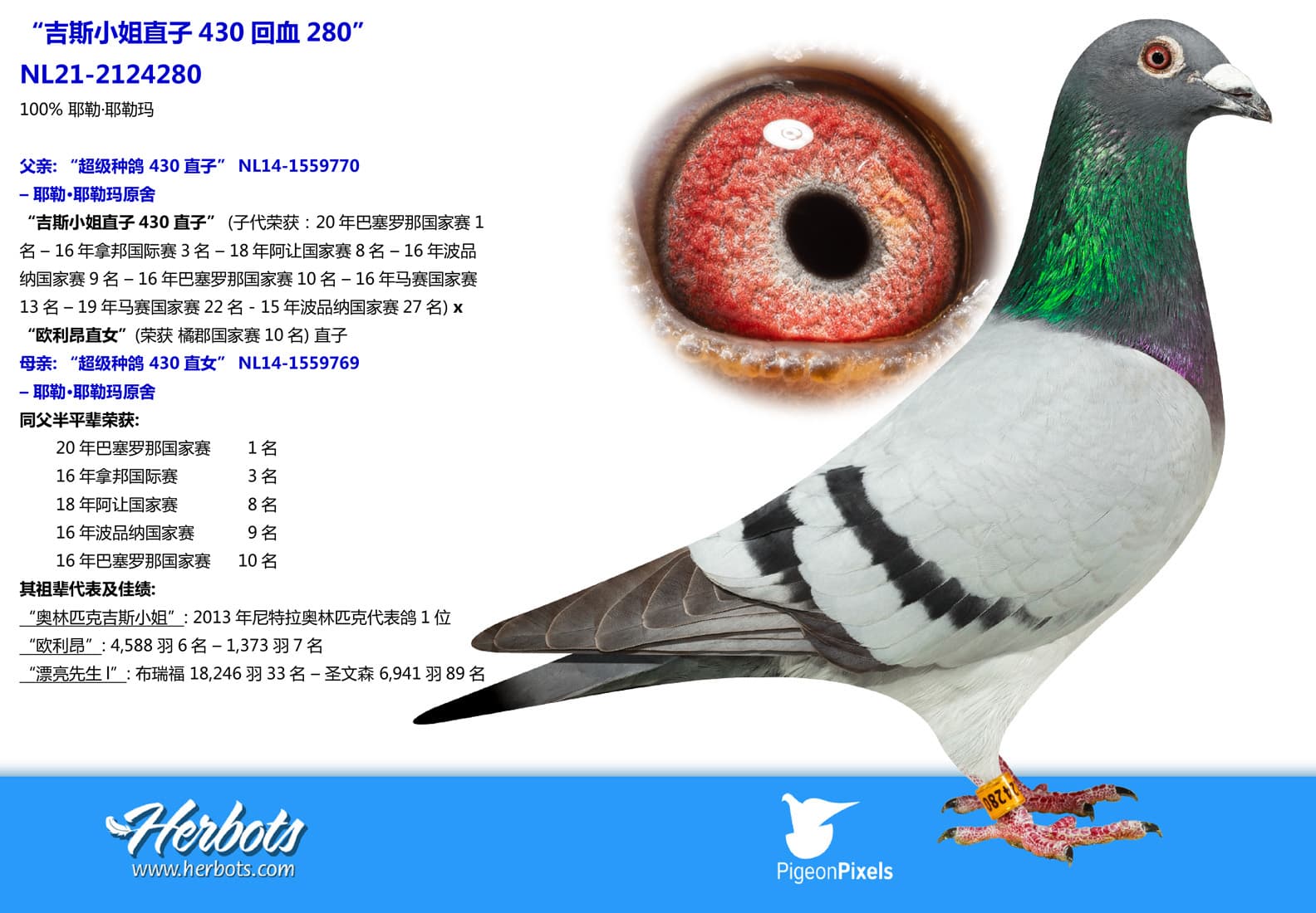 pigeon: undefined