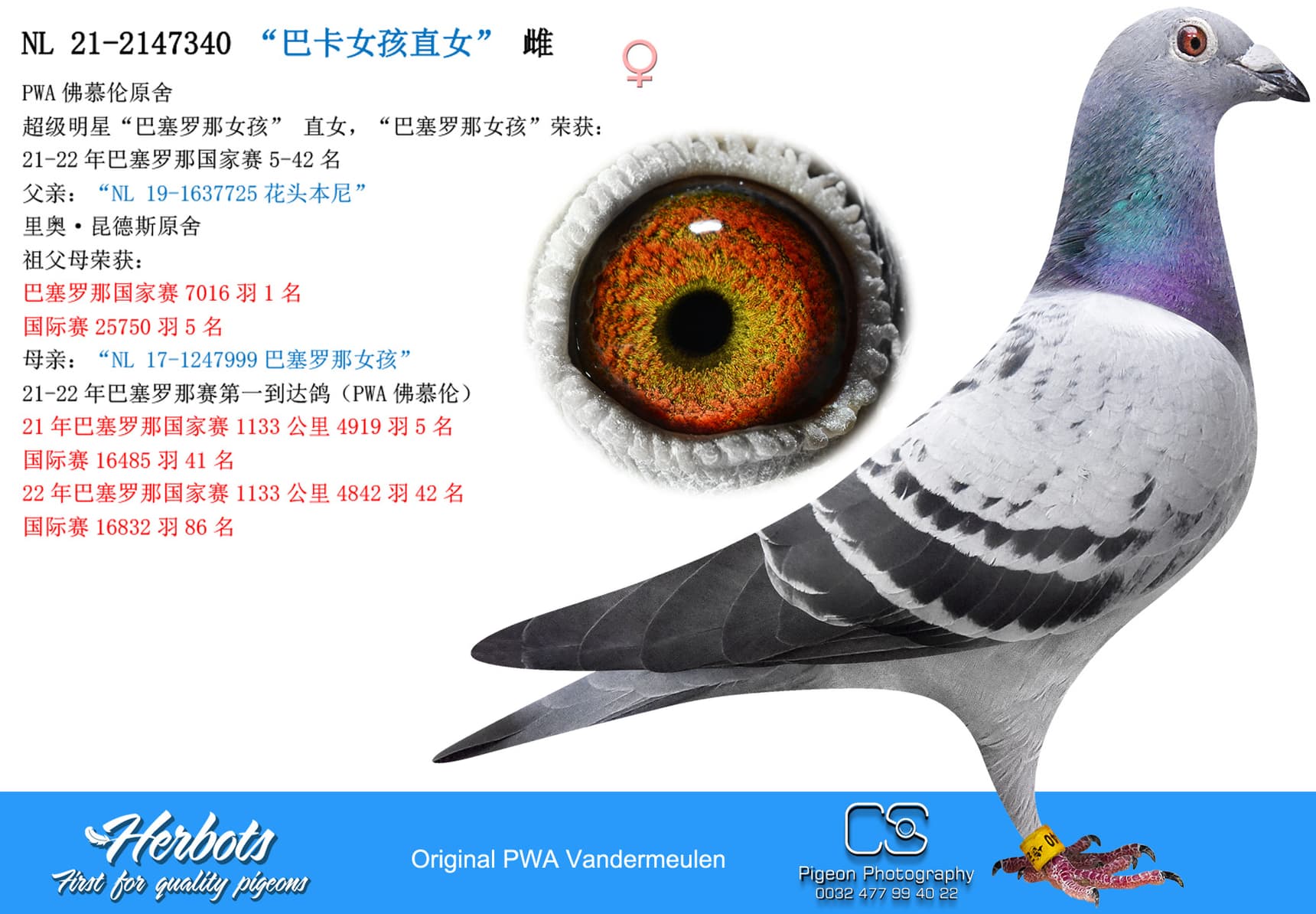 pigeon: undefined