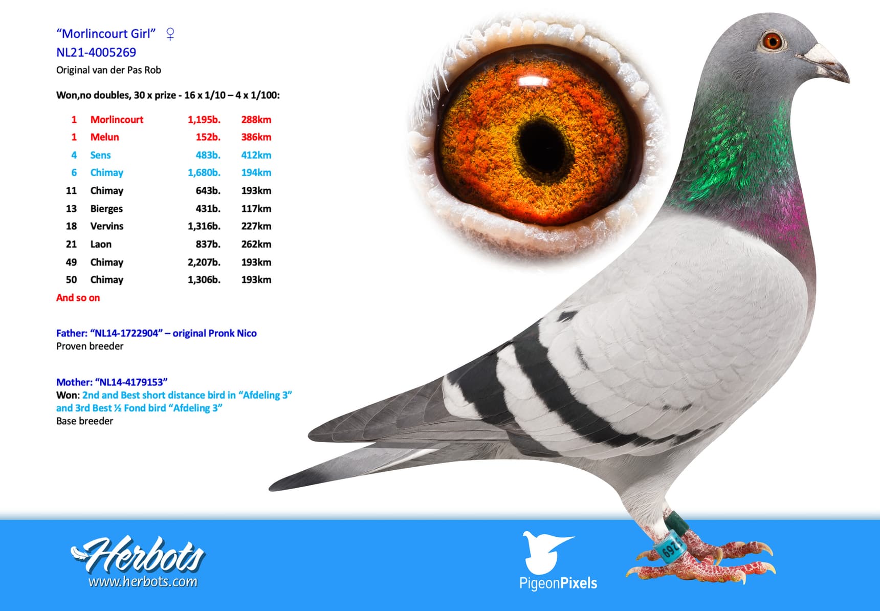 pigeon: undefined